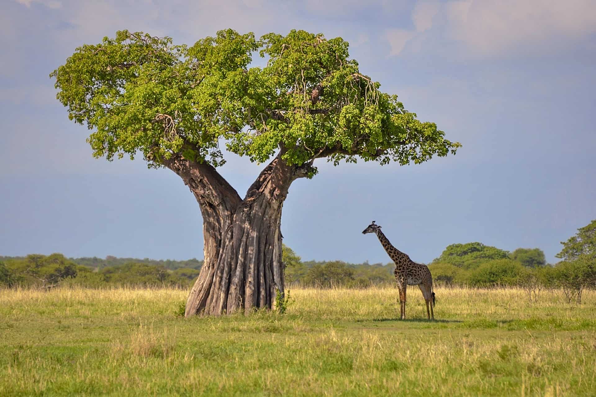 Animal tree. Национальный парк Тарангире Танзания. Баобаб в Танзании. Баобаб Тарангире. Баобаб в саванне.