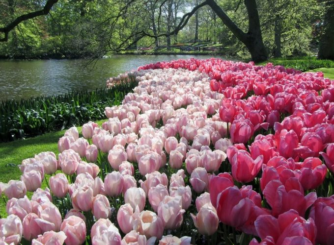 Залишилося 2 місця! Ескурсійний тур: Польща, Німеччина, Нідерланди: Амстердам + парк тюльпанів Кекенгоф (виїзд з Перемишля 28.04), 929€