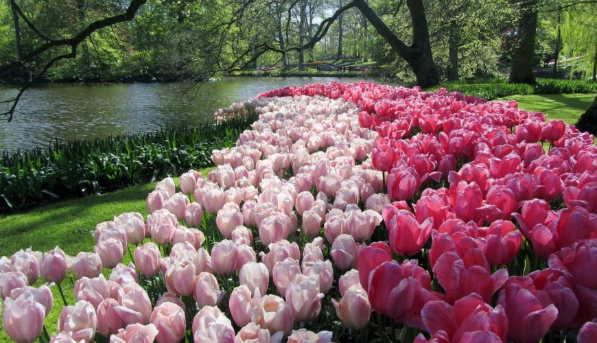 Ескурсійний тур на травневі свята: Польща, Німеччина, Нідерланди: Амстердам + парк тюльпанів Кекенгоф (виїзд з Перемишля)